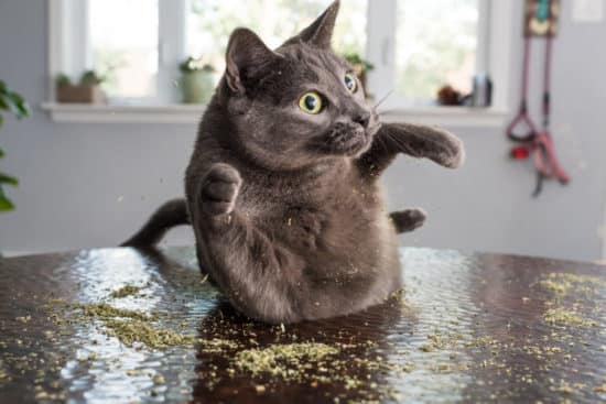 grey-cat-catnip