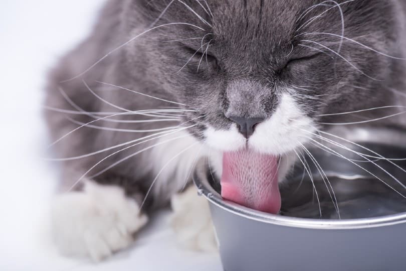 grey cat drinking water from bowl