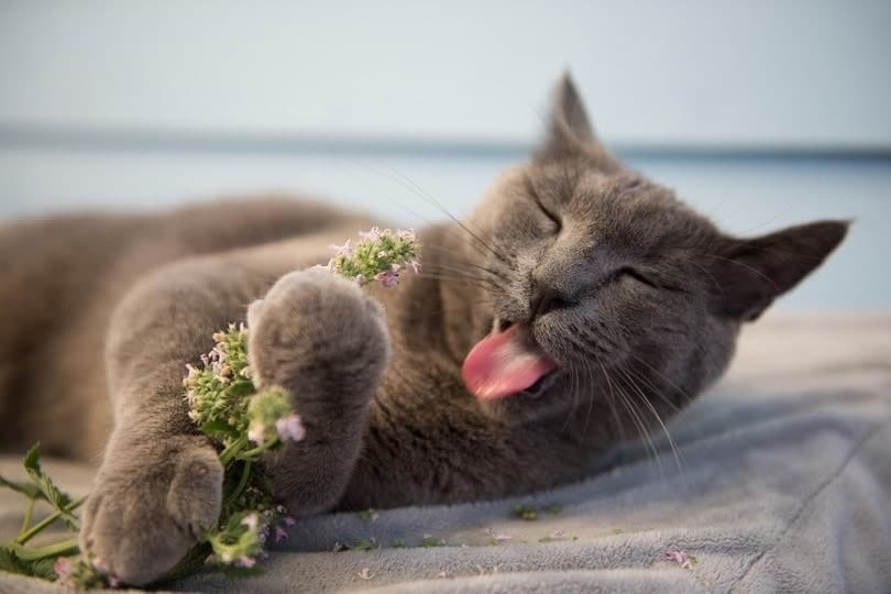 grey cat enjoying fresh catnip