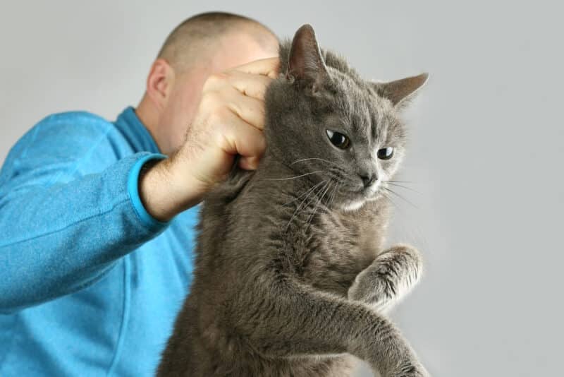 grey cat held by the scruff