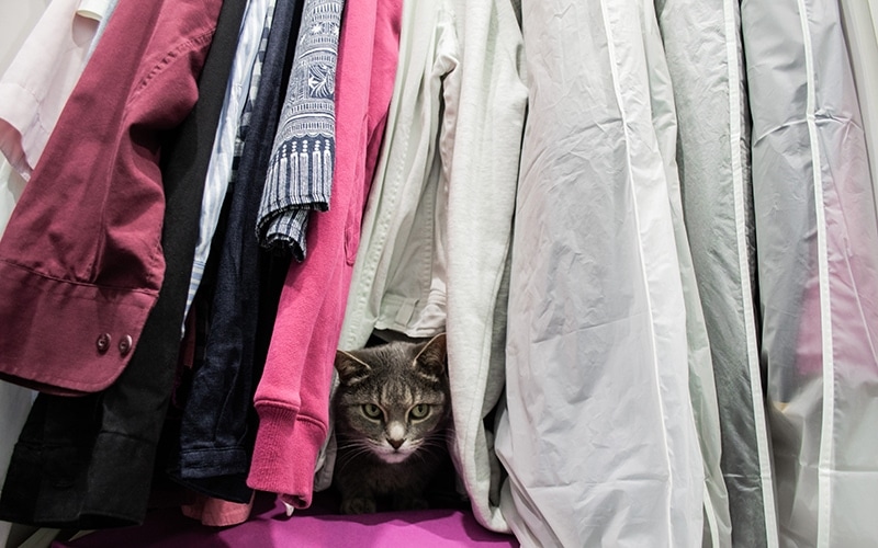 grey cat hiding in the closet