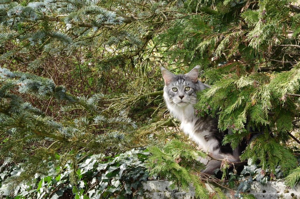 grey cat in the tree