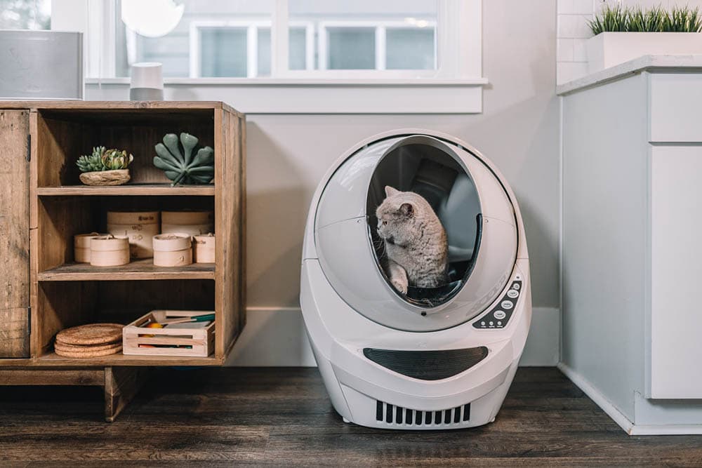 grey cat inside litter robot