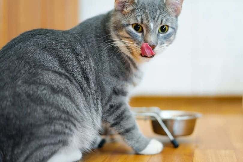 grey cat licking lips after eating cat food from bowl inside on floor