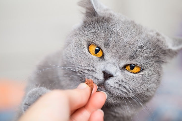 grey-cat-looking-at-treat_shutterstock_FotoMirta-1