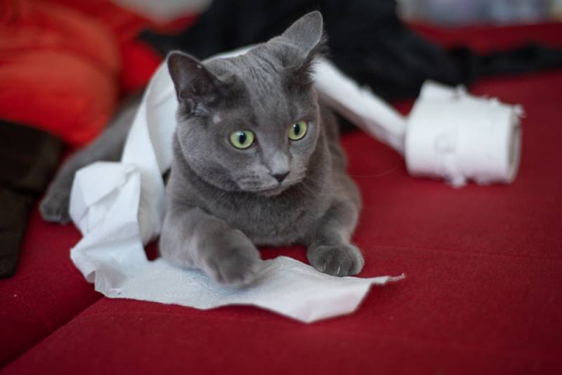 grey cat playing with toilet paper