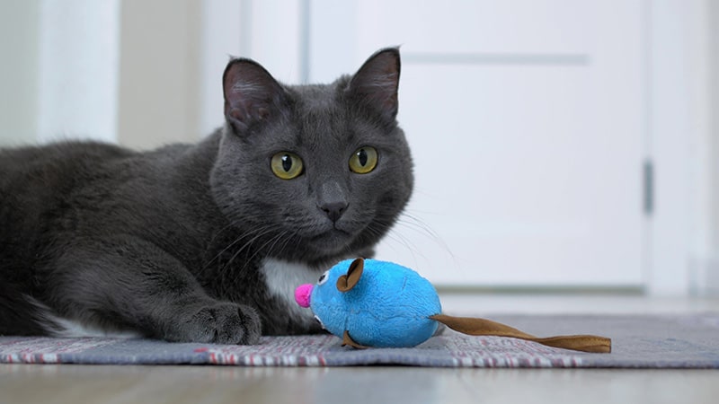 grey cat playing with its toy indoor