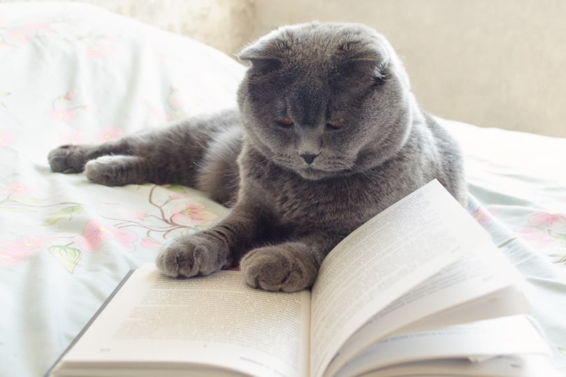 grey cat reading book