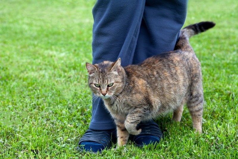 grey cat rubbing againts its owners leg