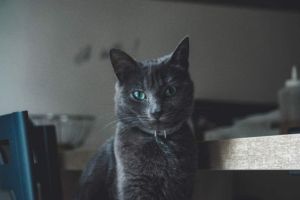 grey cat wearing collar