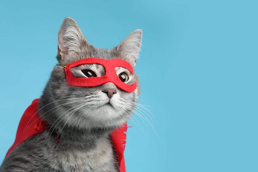 grey-cat-wearing-red-superhero-costume