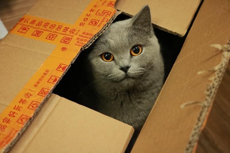 grey cat with yellow eyes peeking out of cardboard box