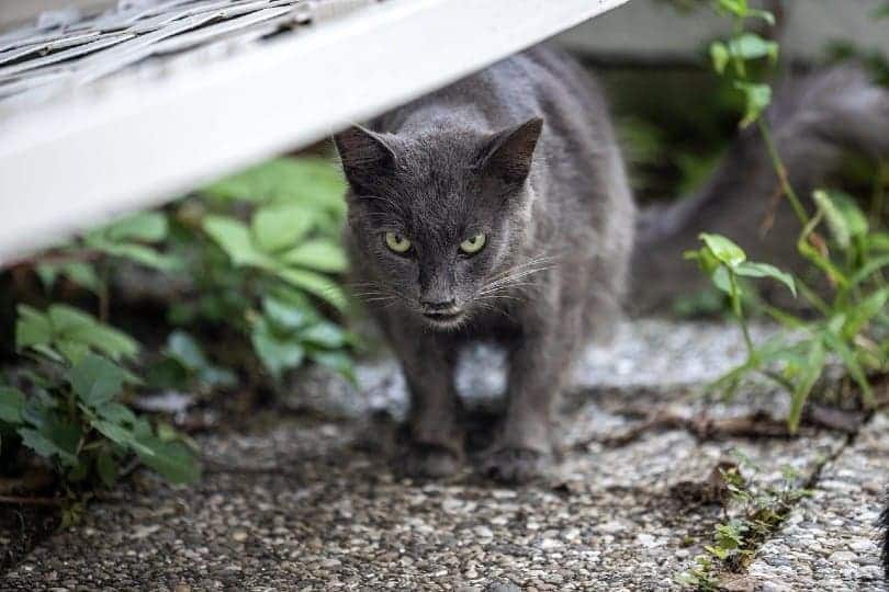 grey cat's gaze