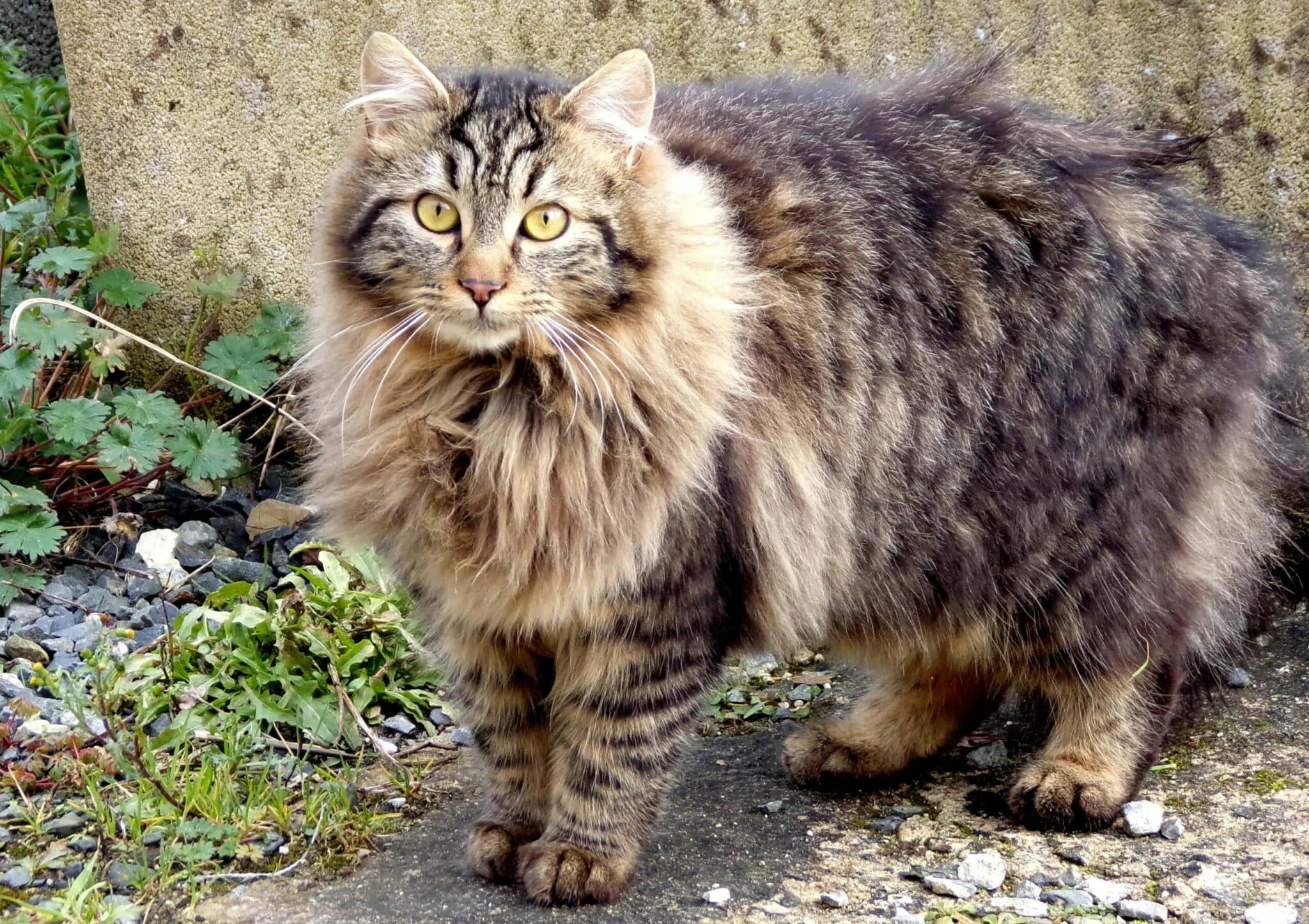maine coon grey long hair striped cat