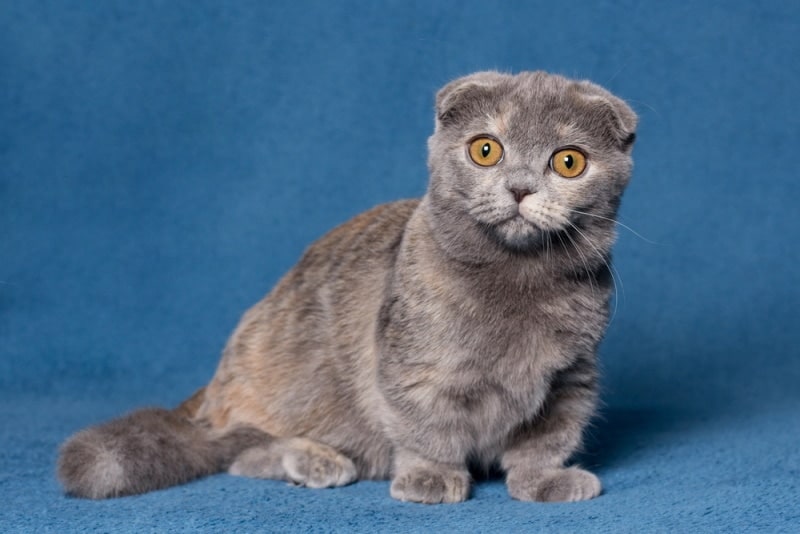 grey munchkin cat sitting