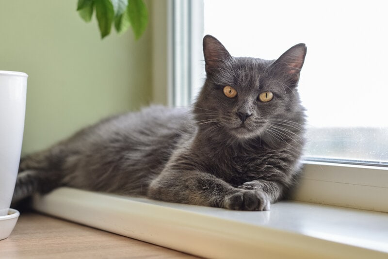 grey nebulung cat laying in window