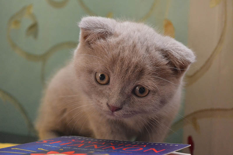 grey scottish fold kitten