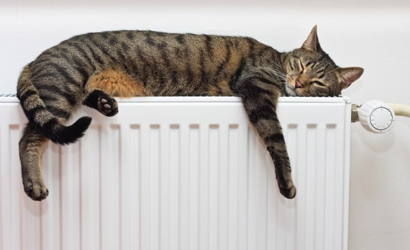 grey tabby cat sleeping on warm radiator