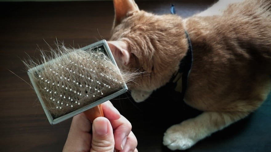 grooming brush with cat fur