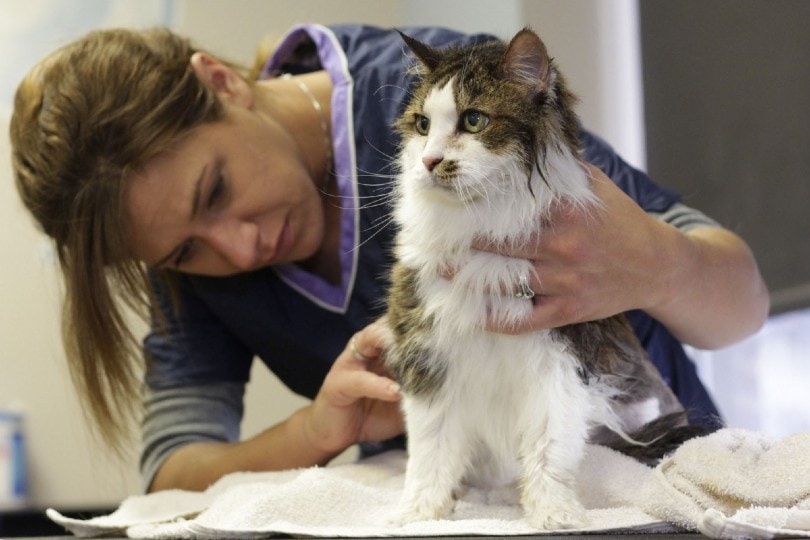 grooming ragdoll cat