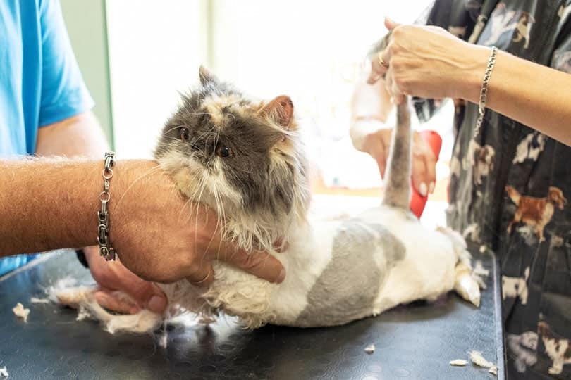 grooming the persian cat in pet grooming salon