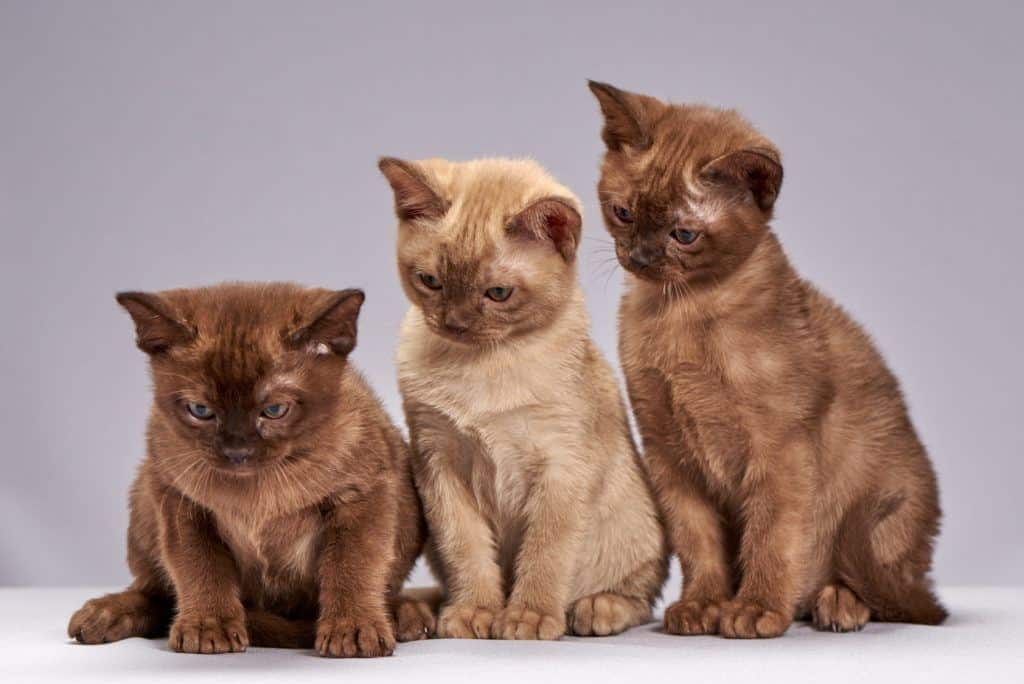 group of brown kitten_pxfuel_DMCA