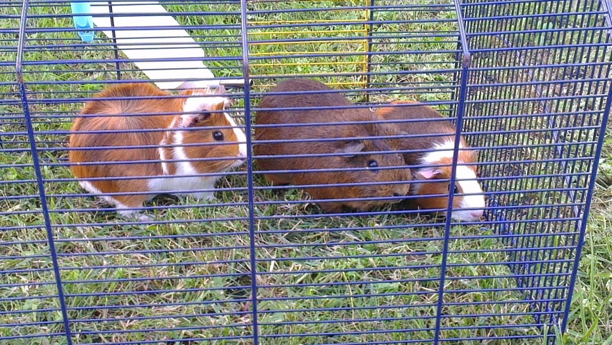 guinea pig cage