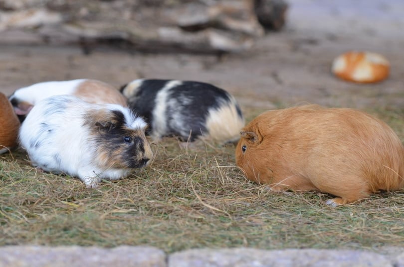 guinea pigs eating outdoor