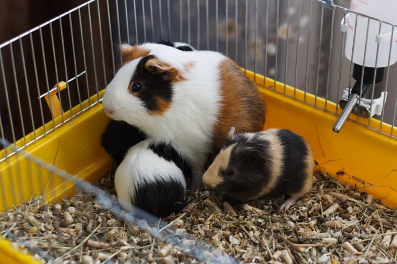 guinea pigs in cage