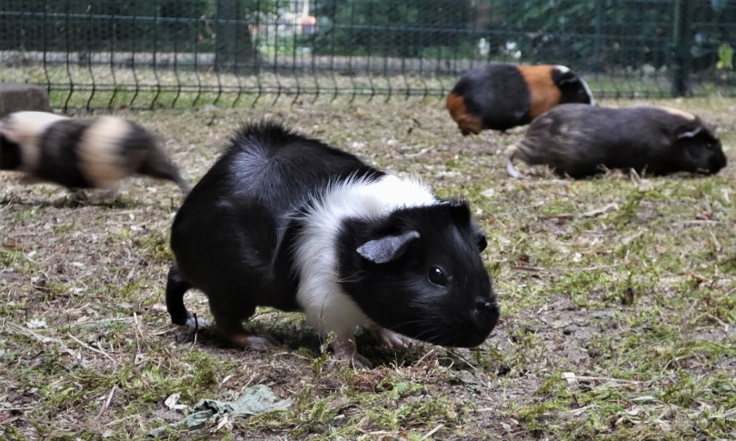 guinea pigs outdoor cage