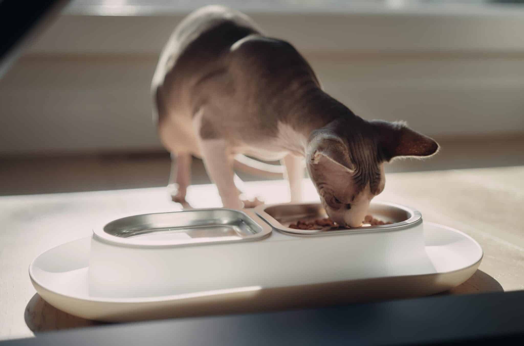 hairless cat eating hepper nom nom bowl