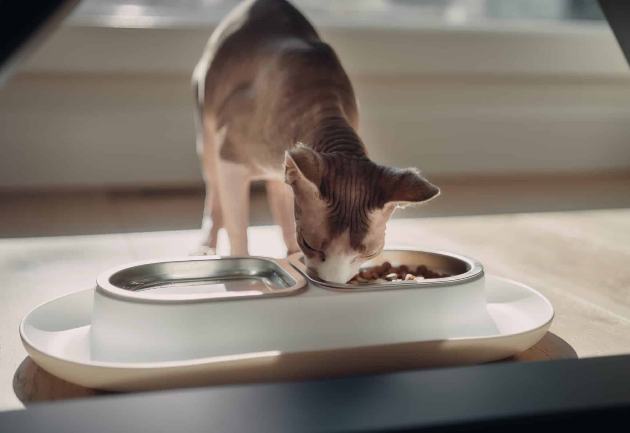 hairless sphynx cat eating hepper nom nom bowl