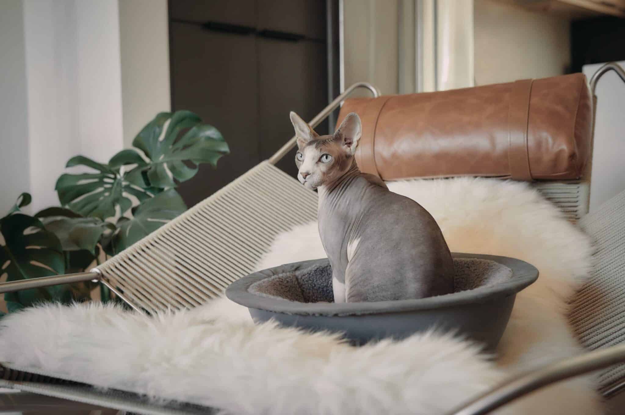 hairless-sphynx-cat-in-hepper-nest-bed