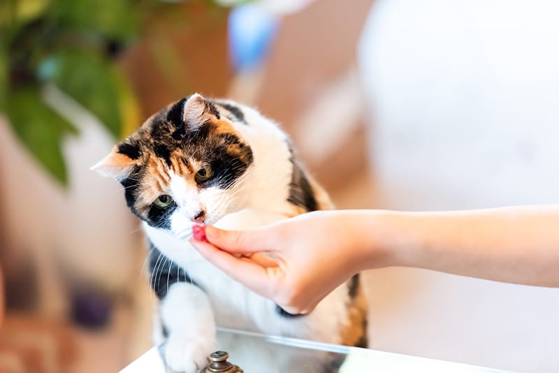 hand giving treats to calico cat
