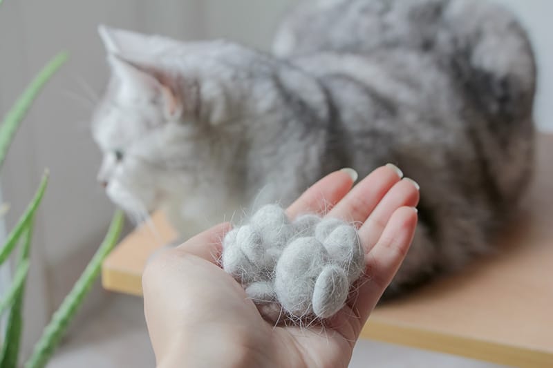 hand holding a pile of cat hair in front of a cat
