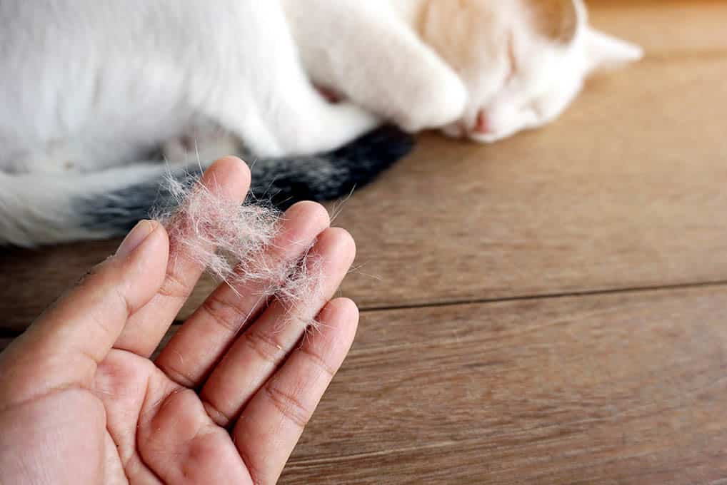 hand holding shedded cat hair