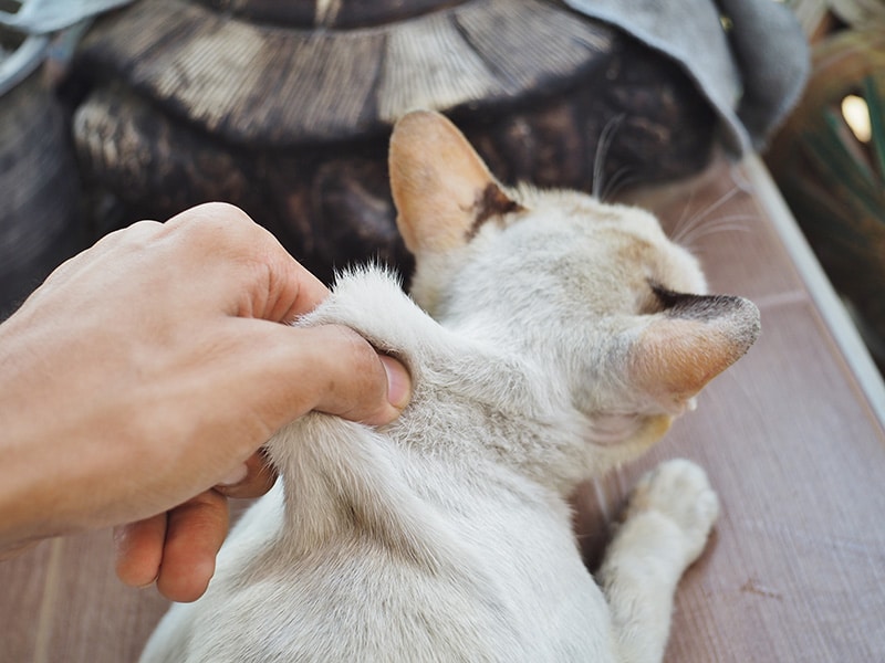 hand holding the cat from the neck