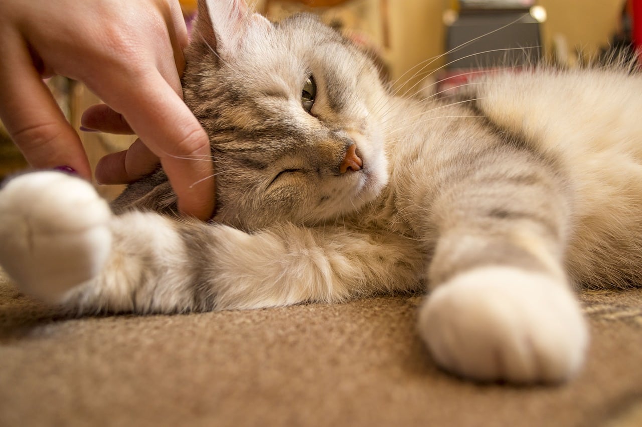 hand petting cat