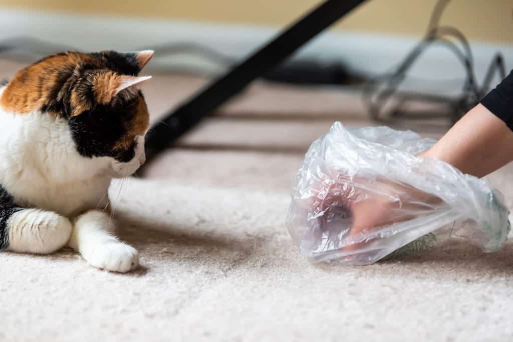 hand picking up cat poop