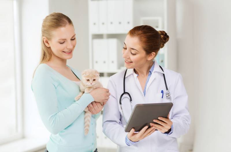 happy woman and veterinarian doctor with tablet pc computer checking scottish fold kitten