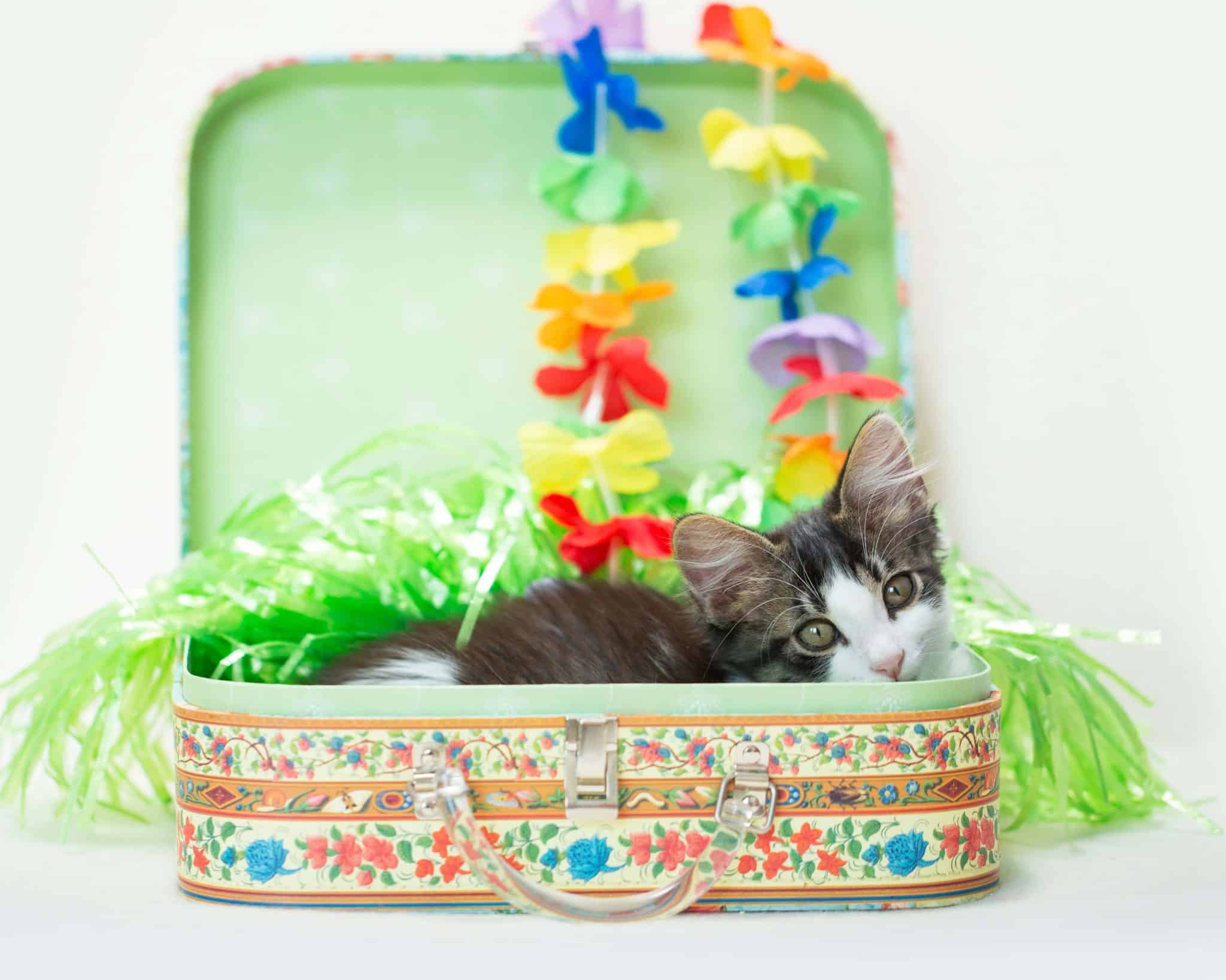 Hawaiian cat in suitcase