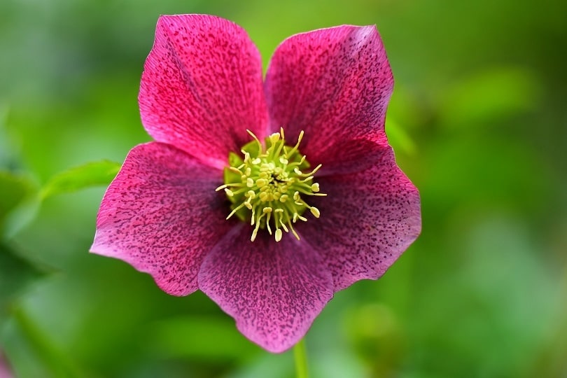 hellebore-pixabay