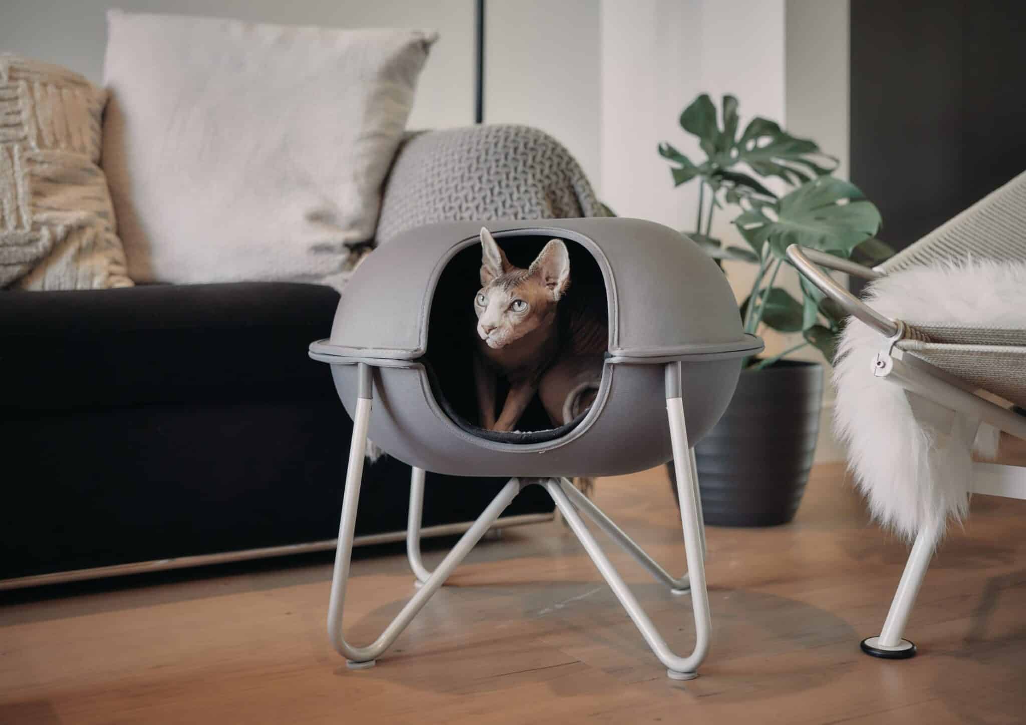 hepper-pod-bed-living-room-hairless-sphynx-