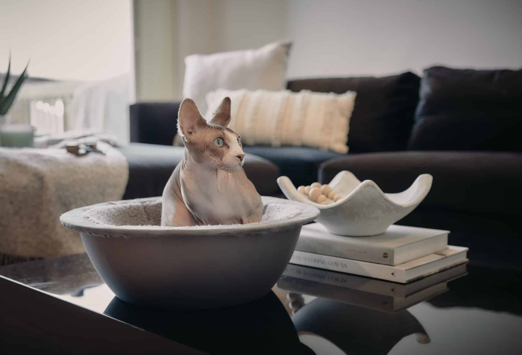 10 Best Cat Beds to Put on a Desk in 2024 Reviews & Top Picks Catster