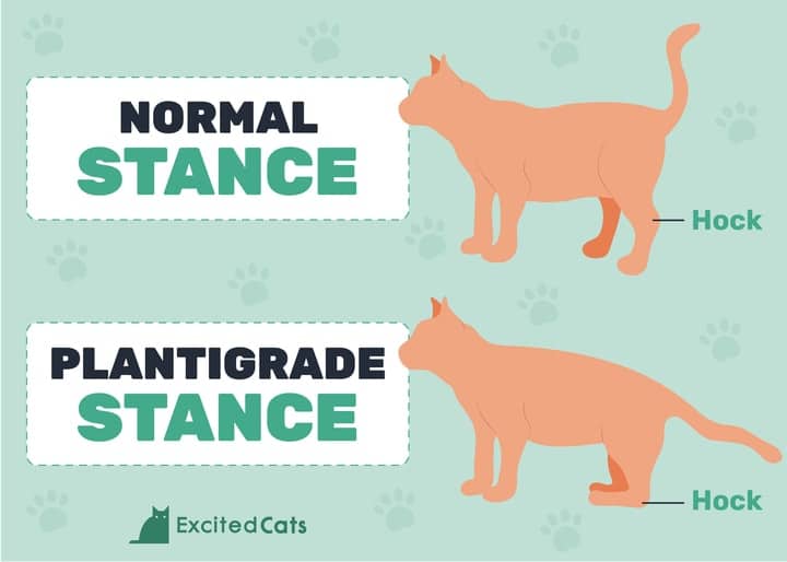 Plantigrade stance in cats
