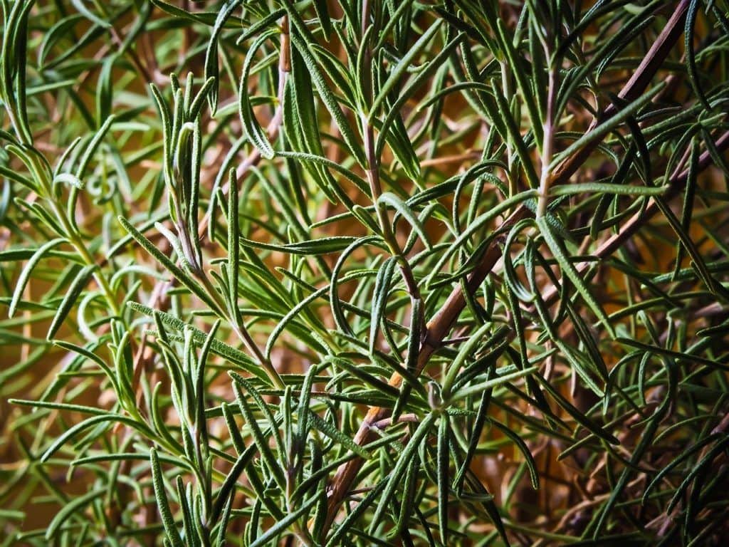 Can Cats Eat Rosemary? Health & Nutrition Advice Catster