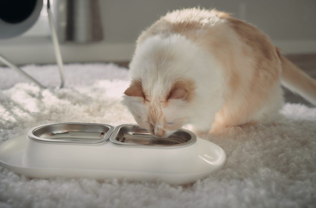 himalayan cat drinking water hepper nom nom bowl