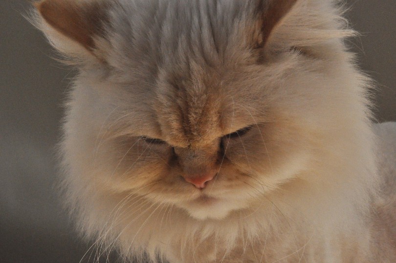 himalayan cat face