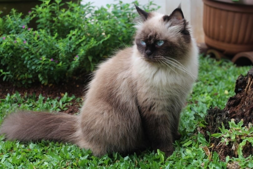 himalayan cat on the grass