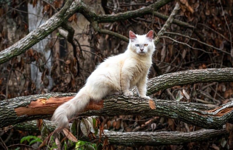 himalayan cat on the log